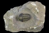 Gerastos Trilobite Fossil - Foum Zguid, Morocco #126316-1